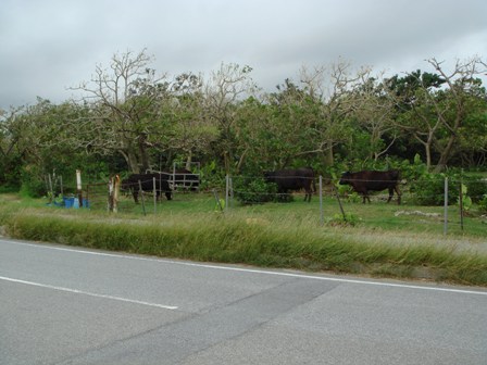 c0139388_22122314.jpg