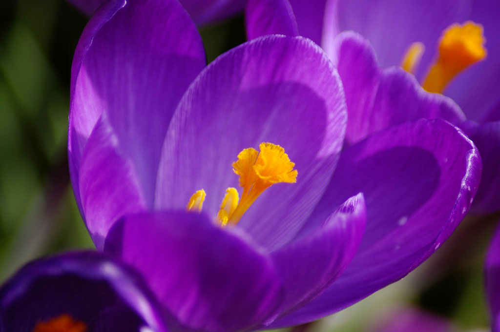 クロッカス (1) - Crocus_c0080101_8144163.jpg