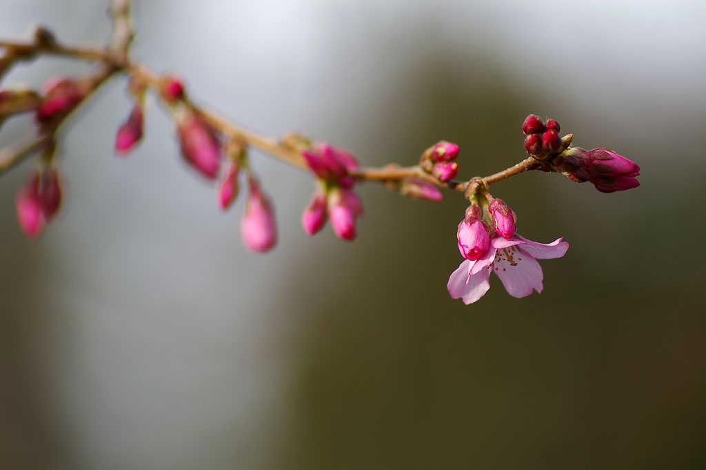 SAKURA_c0080101_8504234.jpg