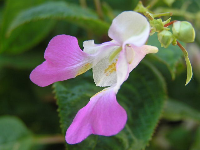 釣船草・ジャメスブリタニア・紅花沢桔梗・雁草・サルビア・　　　　　　　　　　　ユーパトリウム・？_a0037019_6241435.jpg