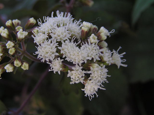 釣船草・ジャメスブリタニア・紅花沢桔梗・雁草・サルビア・　　　　　　　　　　　ユーパトリウム・？_a0037019_6335447.jpg