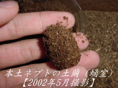 e0115819_11163851.jpg