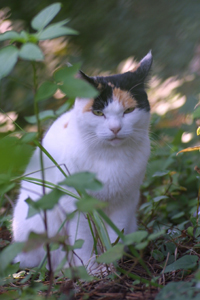 野良猫捜索　PART-22　〜里親募集以外の猫たち〜_d0150434_10192277.jpg