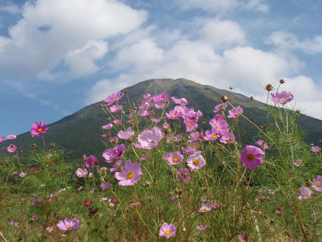 [だんだん」の旅・大山とコスモス_d0145745_21323453.jpg