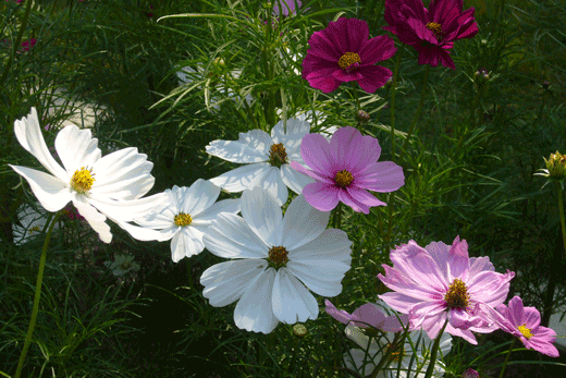 c0093046_7281555.gif