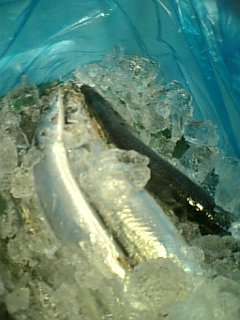 c0179348_9372443.jpg