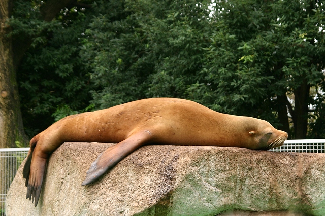 千葉市動物公園へ～♪鳥類・水系ゾーン、癒し系たち　の巻_d0152261_10361941.jpg