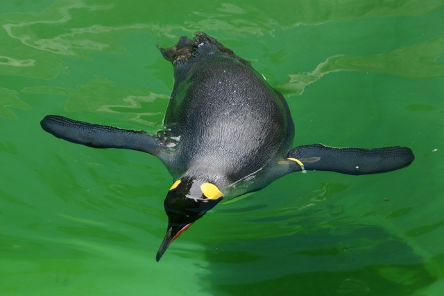 千葉市動物公園へ～♪鳥類・水系ゾーン、癒し系たち　の巻_d0152261_10373994.jpg