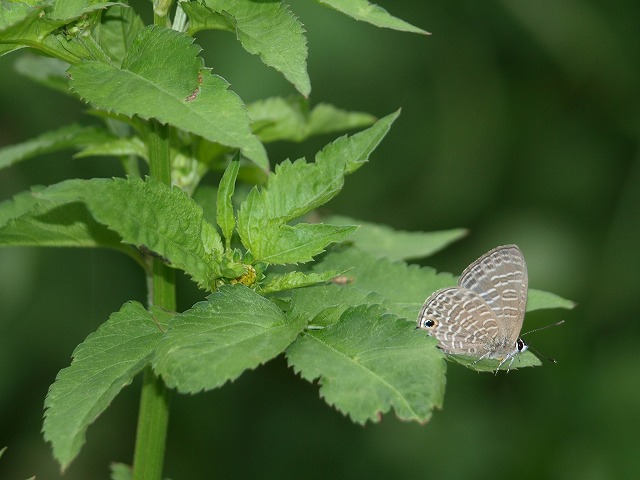 b0135573_8252161.jpg