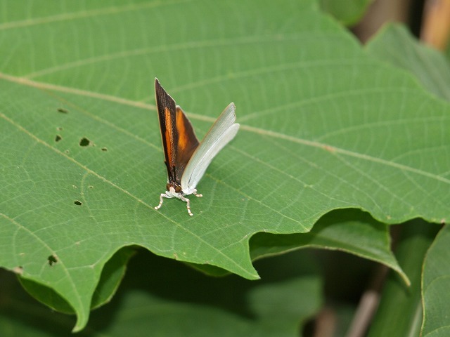 b0135573_8255877.jpg