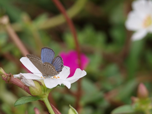 b0135573_8284339.jpg