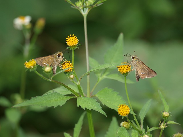 b0135573_829318.jpg