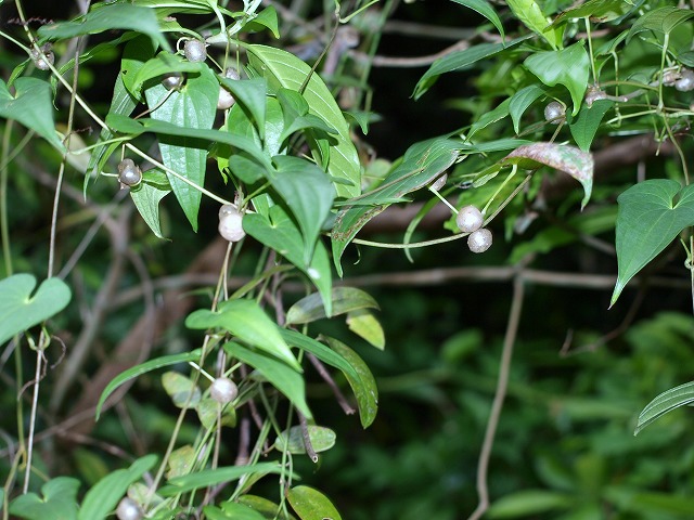 b0135573_8293517.jpg