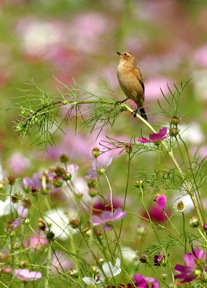 花がらみ　　コスモスとノビタキ　　　2008/10/3_e0139088_1441502.jpg