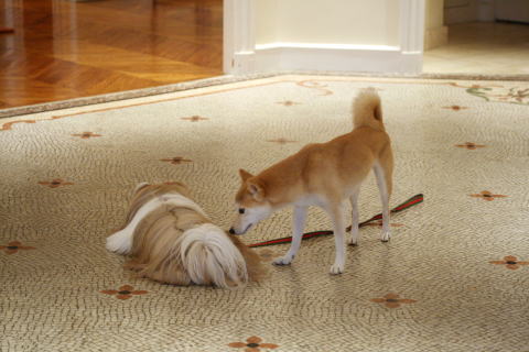 c0090198_355836.jpg