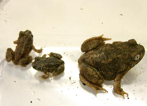 c0165803_1440224.jpg