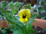 f0164903_1716067.jpg