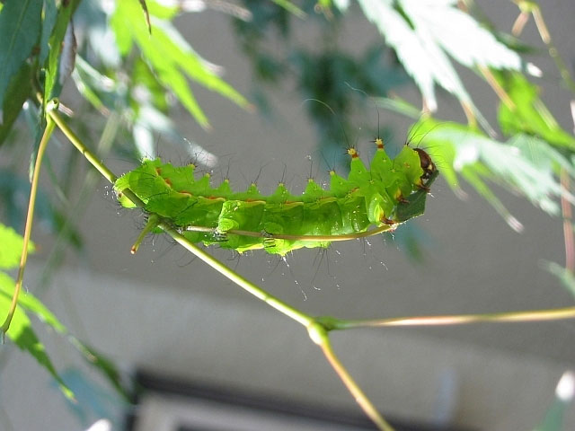 もみじの葉を食べているきれいな緑色の虫 昆虫ブログ むし探検広場
