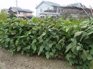 明暗を分けた丹波黒豆栽培 松ちゃんの菜園記