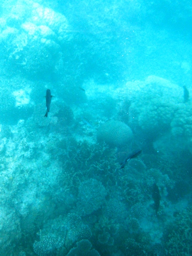 d0072521_232668.jpg