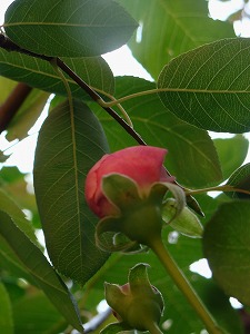 f0170524_12382951.jpg