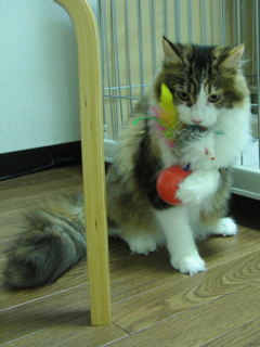 新オモチャ投入_f0181924_0191355.jpg