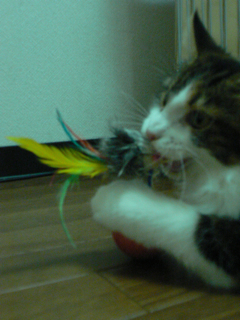 新オモチャ投入_f0181924_0193052.jpg