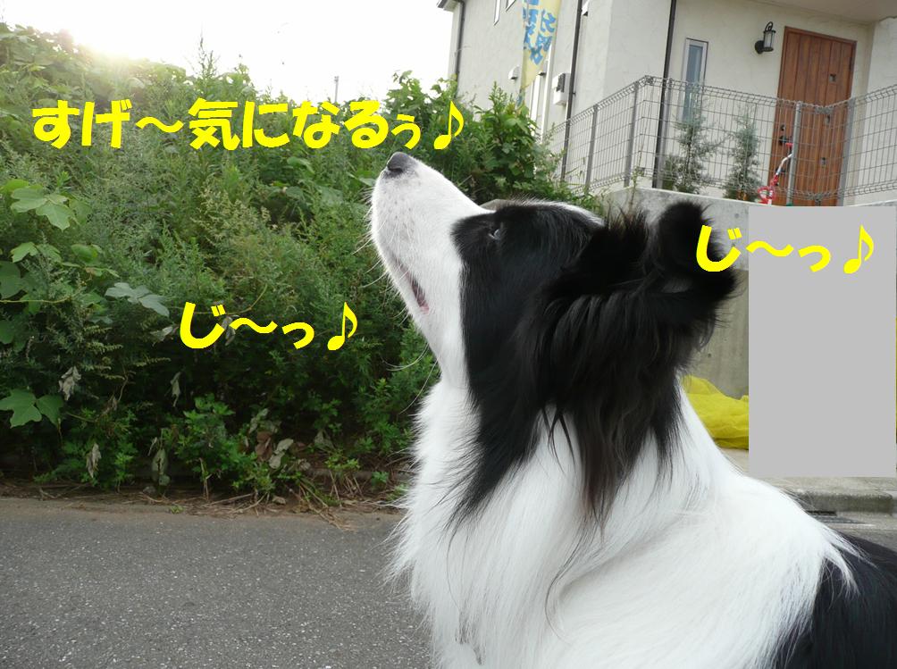 c0147241_20182135.jpg