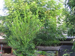 すっきり~_a0089450_14382929.jpg