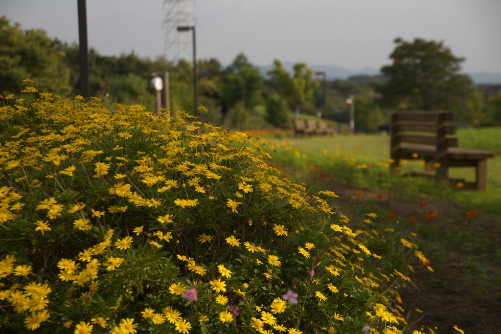 花火と月下美人_c0108863_23164541.jpg