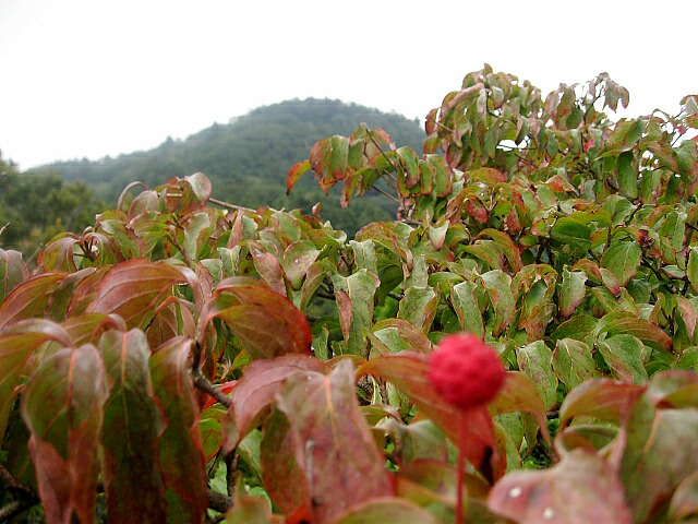 小雨の宝満山。_f0016066_176144.jpg