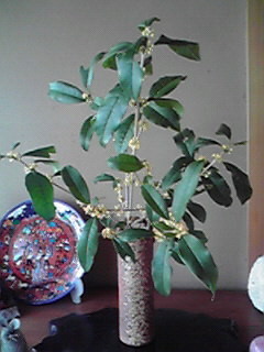 c0011169_22164395.jpg
