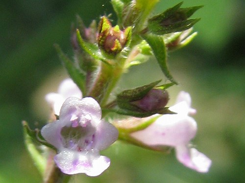イヌコウジュ 犬香薷 薷は需に草冠 植物の生態散歩