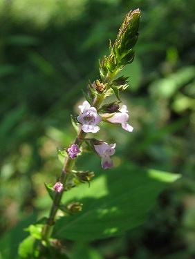 イヌコウジュ(犬香薷・・薷は需に草冠)_c0085874_164829100.jpg