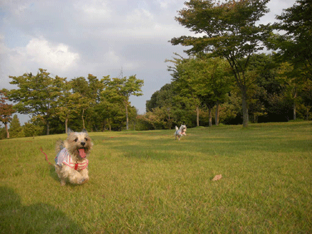 久々に稲荷公園だ！_e0066883_2142271.gif