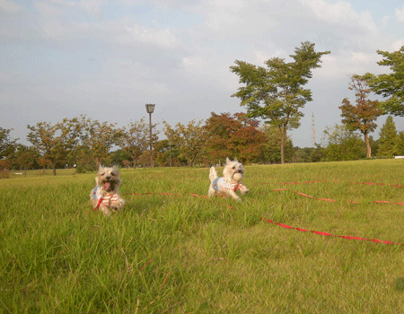 久々に稲荷公園だ！_e0066883_21432343.gif