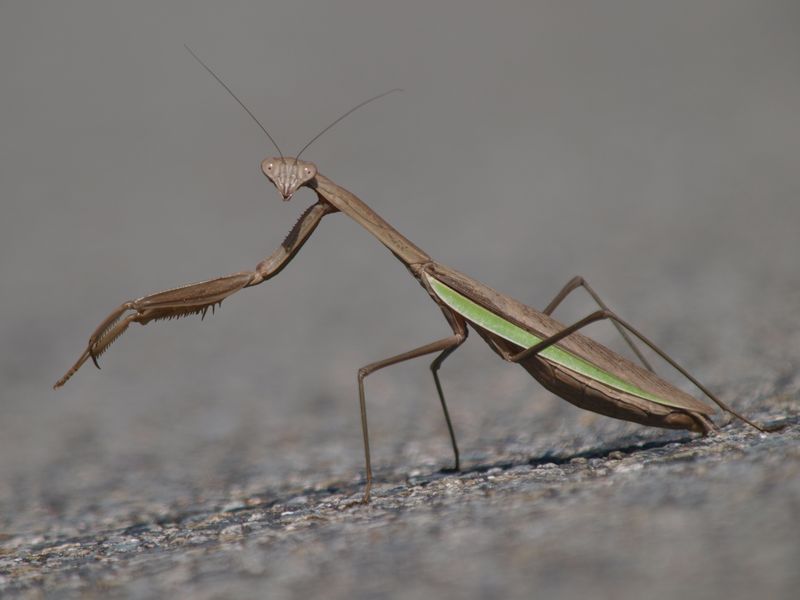 カマキリのロードキル_b0108186_22112653.jpg