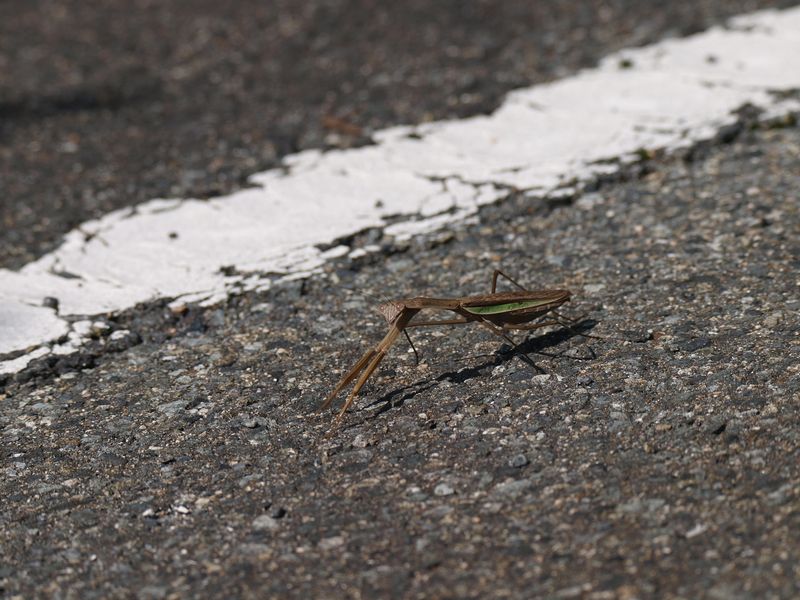 カマキリのロードキル_b0108186_221954100.jpg