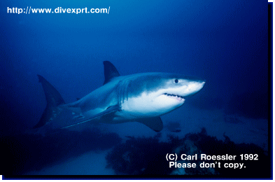 c0114000_208741.gif