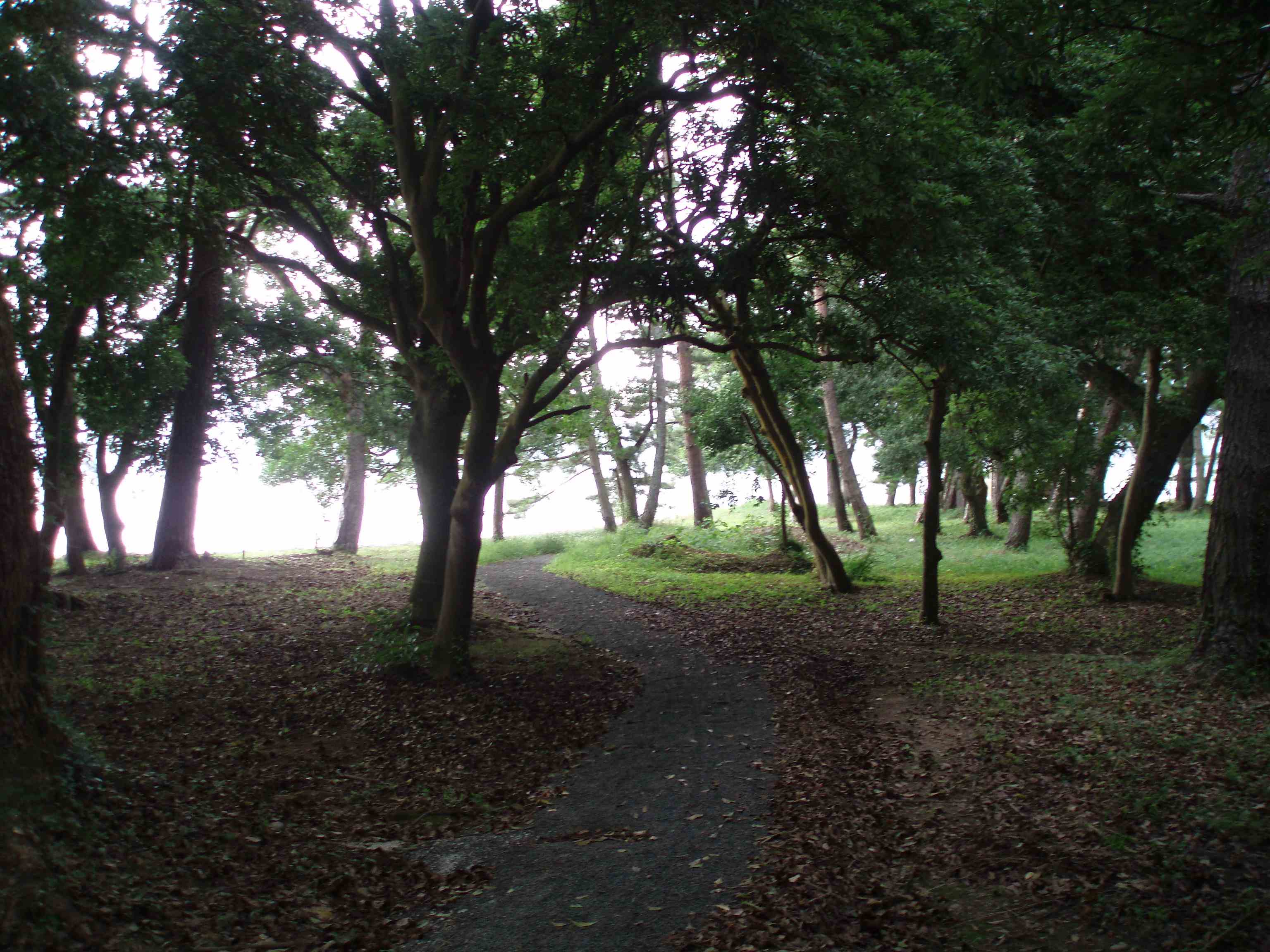 d0090800_1142161.jpg