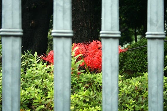 上野恩賜公園_b0145101_15464213.jpg