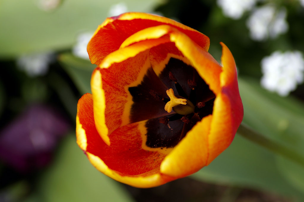 Tulips_c0080101_14194096.jpg