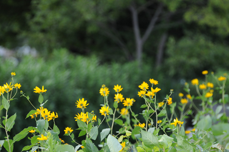 Yellow Flower_b0158403_10314245.jpg