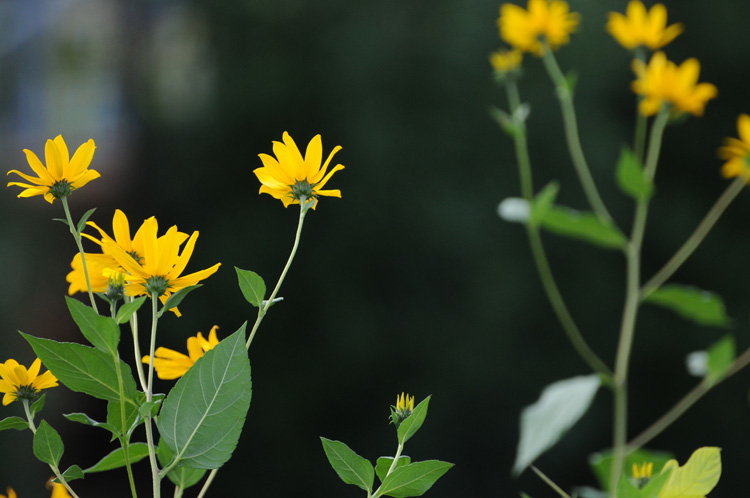 Yellow Flower_b0158403_10322887.jpg