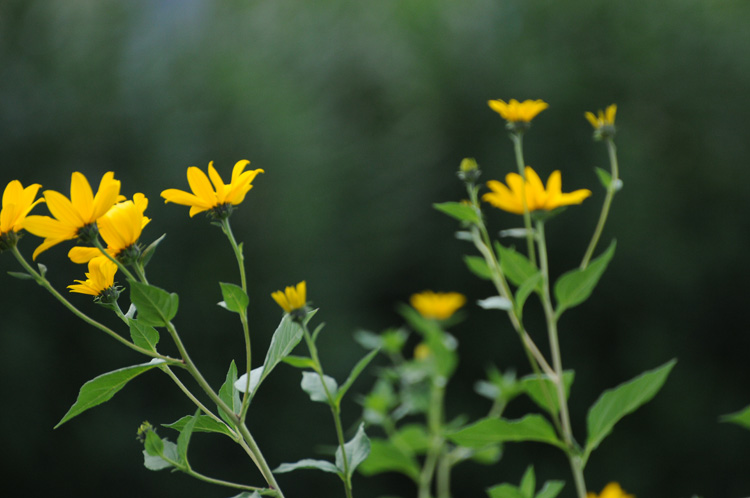 Yellow Flower_b0158403_10325721.jpg