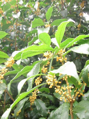 c0130705_63593.jpg