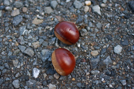 e0131905_21331527.jpg