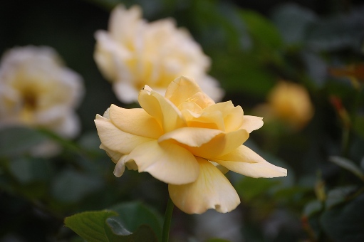 c0097309_212389.jpg