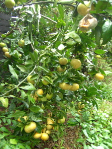 f0147922_13234923.jpg
