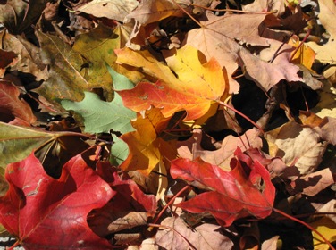 f0151222_06373.jpg